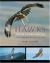 Hawks from Every Angle : How to Identify Raptors in Flight
