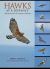 Hawks at a Distance : Identification of Migrant Raptors