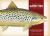 Freshwater Game Fish of North America