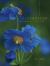 Blue Heaven : Encounters with the Blue Poppy