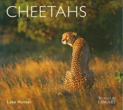 Cheetahs