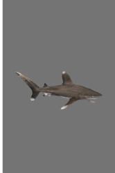 Shark : Shark Perfect Lined Notebook/Journal (6 X9 )