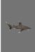 Shark : Shark Perfect Lined Notebook/Journal (6 X9 )