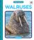 Walruses