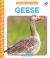 Geese Geese