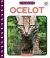 Ocelot Ocelot