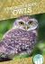 Fun Facts about Owls