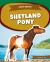 Shetland Pony