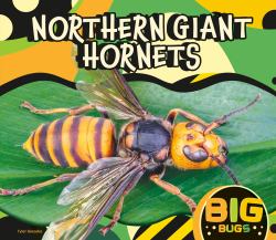 Northern Giant Hornet