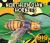 Northern Giant Hornet Northern Giant Hornet