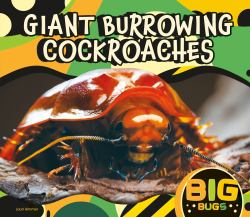 Giant Burrowing Cockroaches