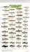 Mac's Field Guides : North America/Freshwater Fish Mac's Field Guides : North America/Freshwater Fish