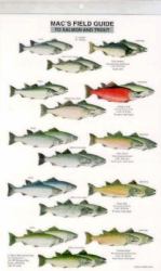 Mac's Field Guides : North America/Salmon and Trout