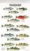 Mac's Field Guides : North America/Salmon and Trout Mac's Field Guides : North America/Salmon and Trout