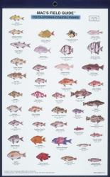California Coastal Fish