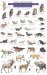 Mount Rainier National Park : Mammals and Birds Mount Rainier National Park : Mammals and Birds