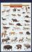 Yellowstone and Grand Teton National Parks : Birds and Mammals Yellowstone and Grand Teton National Parks : Birds and Mammals