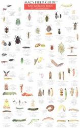 Mac's Field Guides : Northeast Garden Bugs