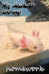 My Axolotl Ate My Homework : My Axolotl Ate My Homework Notebook
