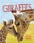 Giraffes Giraffes