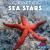 Sea Stars