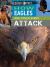 How Eagles and Other Birds Attack