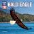 Bald Eagle Bald Eagle
